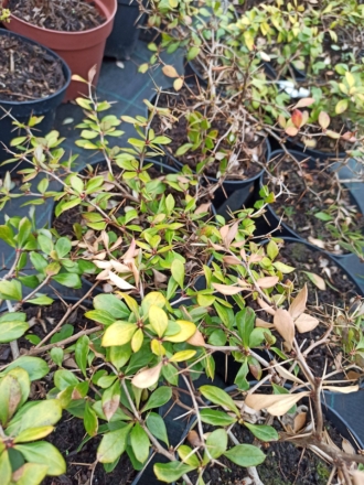 Berberys pośredni Dual Jewel - UNIKATOWA ODMIANA Berberis Thunbergii 'Dual Jewel' 1