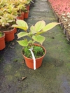 Aktinidia pstrolistna ADAM - odmiana męska Actinidia arguta 'Adam' 4