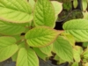 Aktinidia pstrolistna ADAM - odmiana męska Actinidia arguta 'Adam' 3
