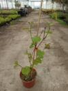 Winogron Winorośl Leon Millot Niebieska - ODMIANA PROFESJONALNA Vitis vinifera 'Leon Millot' 3