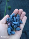 Jagoda kamczacka Zestaw 5 sadzonek 4 letnich Jagoda kamczacka Zestaw 5 sadzonek 4 letnich 1