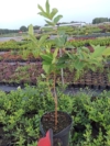 Jagoda Kamczacka HONEY BLUE - OWOCUJE NAWET 30 LAT Lonicera caerulea L. var. kamtschatica 'HONEY BLUE' 2