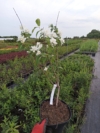 Jaśminowiec wonny - piękne kwiaty Philadelphus coronarius 4