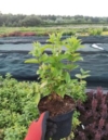 Żylistek biały CARMINEA - Białe pachnące kwiaty Deutzia x hybrida 'CARMINEA 3