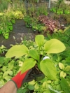 Funkia Hosta Golden Waffles - złote liście Hosta Golden Waffles 4