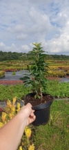 Forsycja pośrednia Lednogóra -zielone liście Forsythia × intermedia 'Lednogora' 3