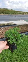 Pięciornik nepalski Miss Wollmoutt - różowa Potentilla nepalensis 'Miss Wollmoutt' 3