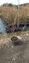 Borówka amerykańska TORO - 4 LETNIA Vaccinium corymbosum TORO - 4 LETNIA 3