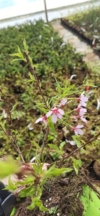Wiśnia Okame - piękne różowe kwiaty Prunus 'Okame' 3