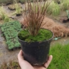 Turzyca Buchanana Red Rooster - brązowa trawa Carex Buchanana 'Red Rooster' 3