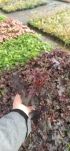 Żurawka Heuchera Crimson Curls - Różowa odmiana Heuchera 'Crimson Curls' 3