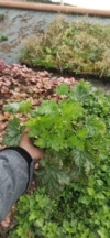 Żurawka Lime Marmalade Heuchera 'Lime Marmalade' 3