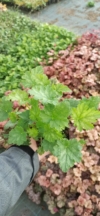 Żurawka Lime Marmalade Heuchera 'Lime Marmalade' 2