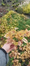 Żurawka Fire Frost - Żółe liście z czerwonymi żyłkami Heuchera 'Fire Frost' 3
