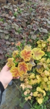 Żurawka Fire Frost - Żółe liście z czerwonymi żyłkami Heuchera 'Fire Frost' 2