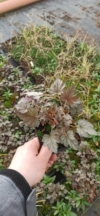 Żurawka Infinity - Kolorowe liście Heuchera 'Infinity' 3