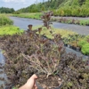 Krzewuszka cudowna ALEXANDRA - FIOLETOWE LIŚCIE, RÓŻOWE KWIATY Weigela florida 'Alexandra' 3