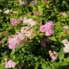 Tawuła japońska Little princess - piękna puszysta odmiana Spiraea japonica 'Little princess' 4