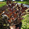 Krzewuszka cudowna ALEXANDRA - FIOLETOWE LIŚCIE, RÓŻOWE KWIATY Weigela florida 'Alexandra' 4