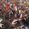 Krzewuszka cudowna ALEXANDRA - FIOLETOWE LIŚCIE, RÓŻOWE KWIATY Weigela florida 'Alexandra' 5