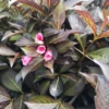 Krzewuszka cudowna ALEXANDRA - FIOLETOWE LIŚCIE, RÓŻOWE KWIATY Weigela florida 'Alexandra' 6