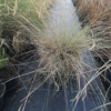 Kostrzewa sina Elijah Blue (Festuca) - Niedźwiedzie futro trawa ozdobna Festuca glauca Elijah Blue 3