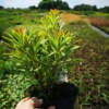 Wilczomlecz Ascot Rainbow (Euphorbia) - kolorowa bylina Euphorbia 'Ascot Rainbow' 4