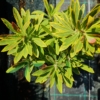 Wilczomlecz Ascot Rainbow (Euphorbia) - kolorowa bylina Euphorbia 'Ascot Rainbow' 2