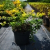 Berberys pośredni Dual Jewel - UNIKATOWA ODMIANA Berberis Thunbergii 'Dual Jewel' 3