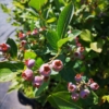 Borówka amerykańska BRIGITTA - PÓŹNA ODMIANA Vaccinium corymbosum 'BRIGITTA' 3
