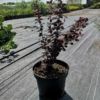 Berberys Red Rocket - na żywopłoty i rabaty Berberis Thunbergii 'Red Rocket' 3