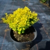 Berberys Thunberga Golden Zwerg - złota kulka Berberis Thunbergii 'Golden Zwerg' 6