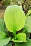 Funkia Hosta Golden Waffles - złote liście Hosta Golden Waffles 2