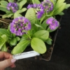 Pierwiosnek ząbkowy Blue Selection - Niebieski Primula denticulata 'Blue selection' 8