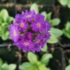 Pierwiosnek ząbkowy Blue Selection - Niebieski Primula denticulata 'Blue selection' 9