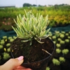 Lawenda Platinum Blonde (lavendula) - wyjątkowe liście Lawendula angustifolia 'Platinum Blonde' 9