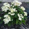 Hortensja bukietowa Polestar - miniaturka Hydrangea paniculata 'Polestar' 3