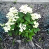 Hortensja bukietowa Polestar - miniaturka Hydrangea paniculata 'Polestar' 4
