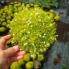 Karmnik ościsty LIME MOSS - ZŁOTY dywan Sagina subulata 'Lime moss' 6