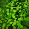 Perukowiec Podolski "Golden Spirit"- Złota odmiana Cotinus coggygria 'Golden spirit' 4