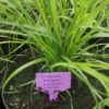 Trawa Pampasowa ROSEA- różowa Cortaderia selloana 'Rosea' 5