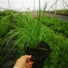 Trawa Pampasowa- piękne kwiatostany, duża sadzonka Cortaderia selloana 4