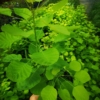 Perukowiec Podolski "Golden Spirit"- Złota odmiana Cotinus coggygria 'Golden spirit' 3
