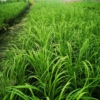 Trawa Pampasowa ROSEA- różowa Cortaderia selloana 'Rosea' 6