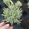 Lawenda Platinum Blonde (lavendula) - wyjątkowe liście Lawendula angustifolia 'Platinum Blonde' 8