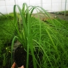 Trawa Pampasowa- piękne kwiatostany, duża sadzonka Cortaderia selloana 3