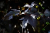 Pęcherznica kalinolistna Zdechovice - kolorowe liście (zielony, czerwony, brązowy) Physocarpus opulifolius " Zdechovice " 4