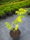 Metasekwoja szczepiona Golden Rush- Złote igły! Metasequoia glyptostroboides 'Golden Rush' 2