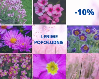 Zestaw Różowych bylin Leniwe Popołudnie -10%! Zestaw Różowych bylin Leniwe Popołudnie -10%! 1