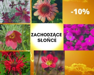 Zestaw czerwonych bylin Zachodzące słońce -10%! Zestaw czerwonych bylin Zachodzące słońce -10%! 1